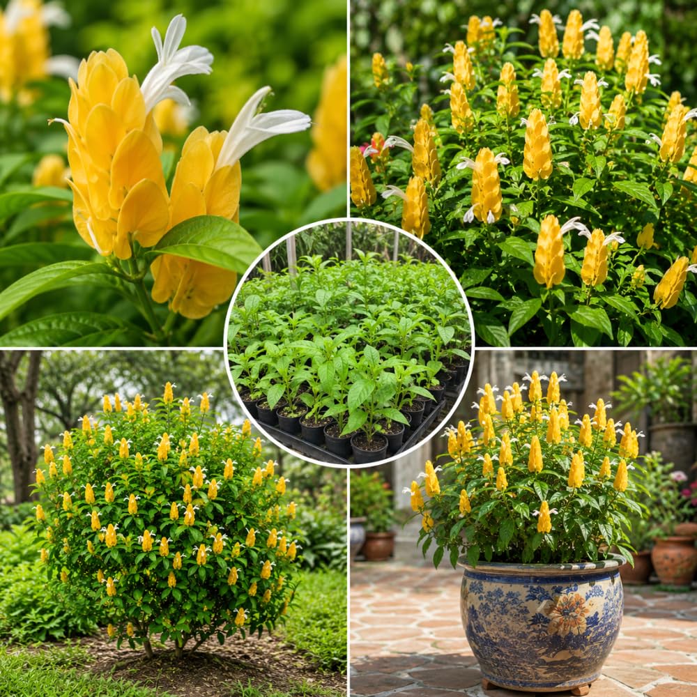 Live Shrimp Plant, Yellow Shrimp Plants Live, 4-6 Inches Tall, Colorful Ornamental Plant for Outdoor Growing