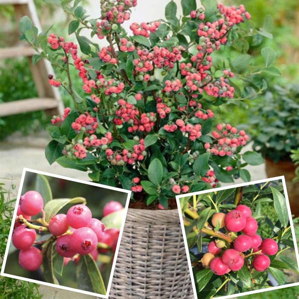 3 Pink Lemonade Blueberry Bushes Seedlings, High-Yield Blueberry Trees Live Plants, 6 Months Old, Starter 3-6" in Tall, Cold Hardy Zones 4-7