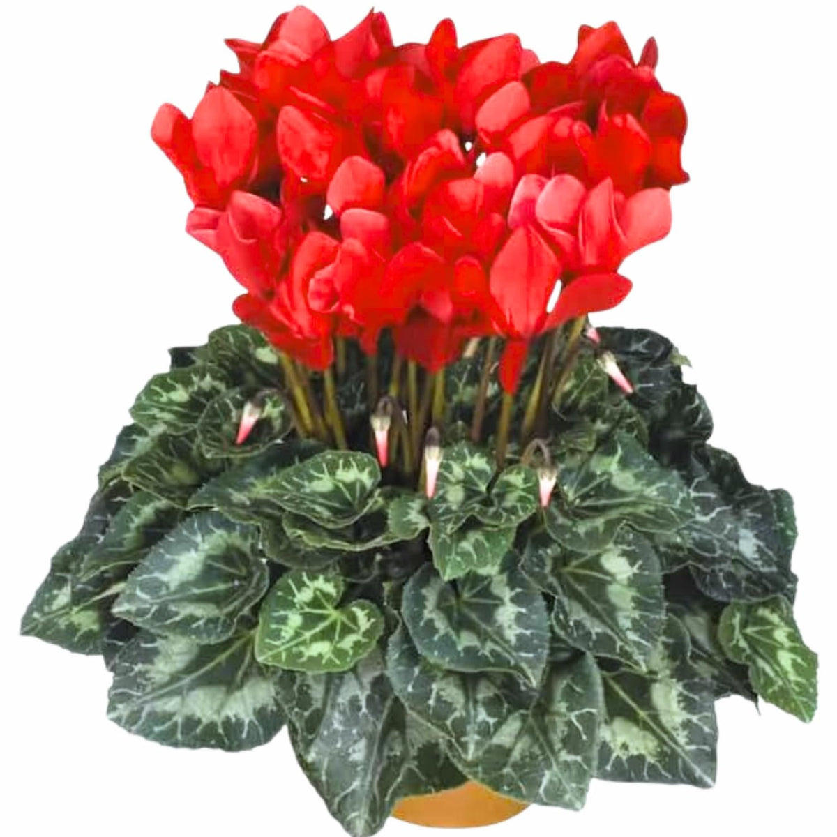 Red Cyclamen Plant Live, Flowering Houseplant, 4" Pot