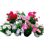 2 Assorted Vinca Plants Live, Vinca Flower Plant, 4 Inc Pot, Ground Cover Plant Live, 4 to 6 Inches in Height