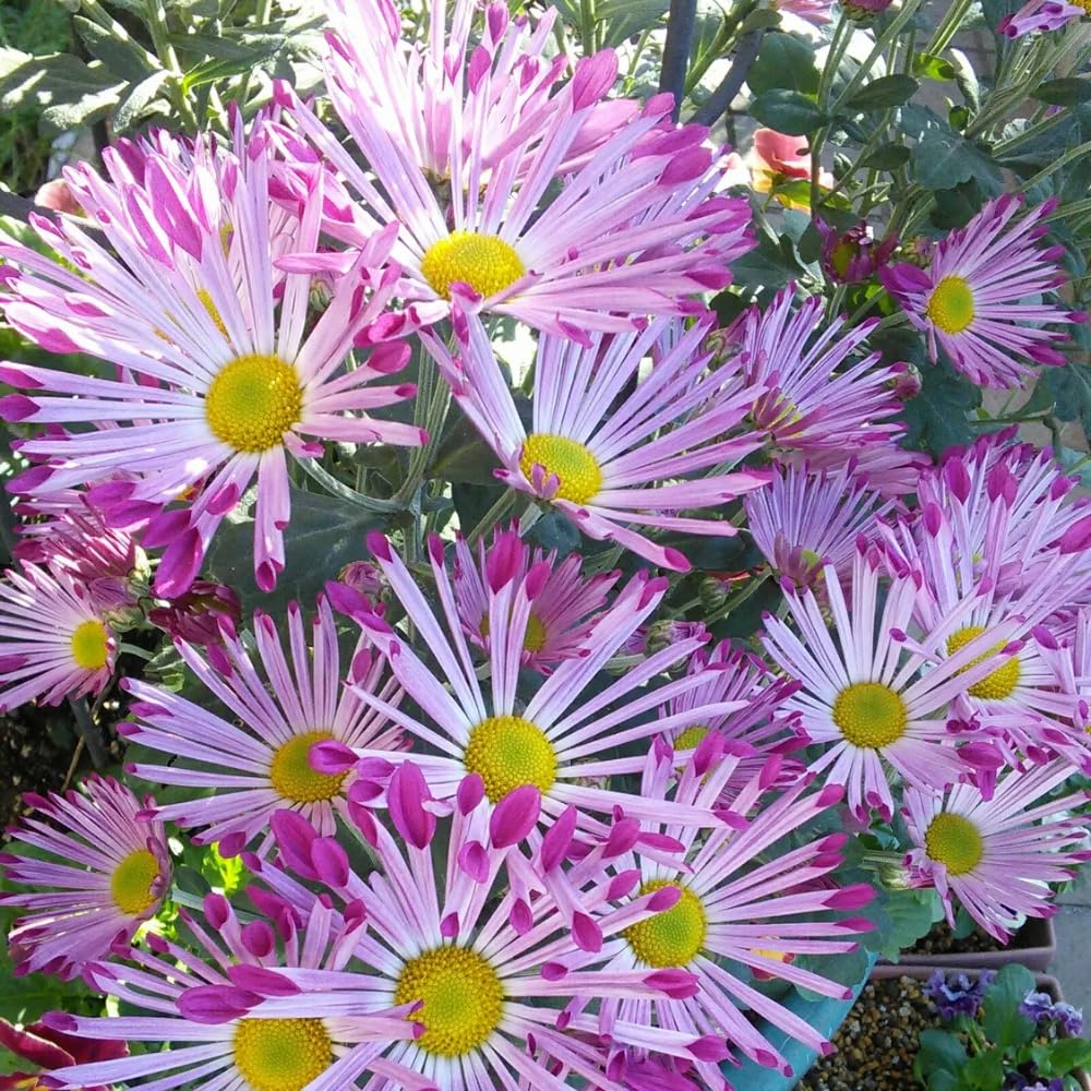 Chrysanthemum Flower Plant, Mums Plant Live, 5 to 7 Inc Tall Chrysanthemum Plants Live for Gardening Outdoor Indoor Planting, Yellow Pink Flower, Mum Live Plant