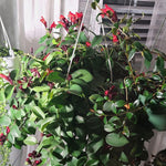 Set of 2 Red Lipstick Plants Live for Indoor Growing, Lipstick Plant 4–6 Inch Tall, Trailing Vine Houseplants, No Pot