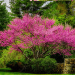 Eastern Redbud Tree Live Plant 6-10 Inches, Red Bud Tree Seedling, Ready to Grow Outdoor Garden, Dormant Redbuds