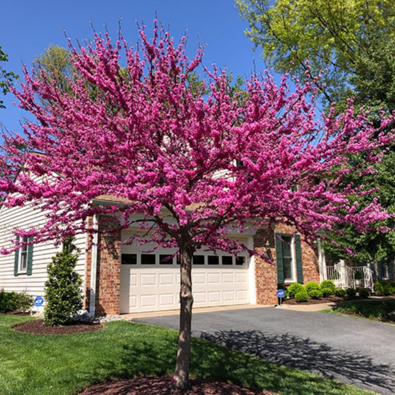 03 Eastern Redbud Trees Live Plants, 1 Year Old Seedlings Pink Flowering Ornamental Tree, Redbud Tree, Redbud Trees for Planting, No Leaf