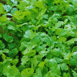 Cilantro Plant Live, Cilantro Herb Live Plant in 4 Inc Pot, Fragrant Vegetable Herb for Gardening Inside Outside Growing