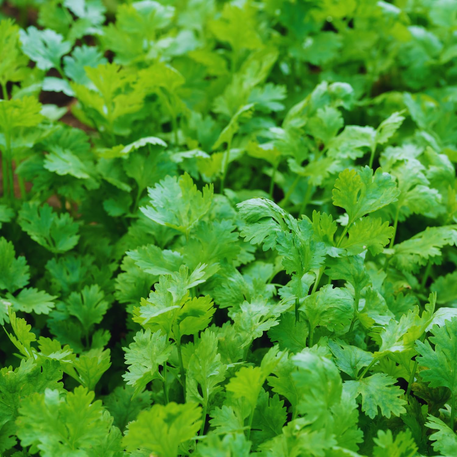 Cilantro Plant Live, Cilantro Herb Live Plant in 4 Inc Pot, Fragrant Vegetable Herb for Gardening Inside Outside Growing