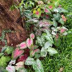 2 Caladium Plants Live for Planting, 4 to 6 Inc Tall, Caladium Live Plants Garden, 4 Inc Potted (Mix)