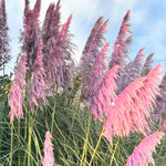 Set 2 Pampas Grass Plants Live Fully Rooted Pruned 5 to 9 Inches Tall, Ornamental Grasses Live Plants Perennial for Planting (Pink Pampas Grass)