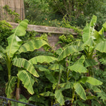 Tiny Banana Plants Live for Planting, Banana Trees Live Plants from 4 to 6 Inc Tall