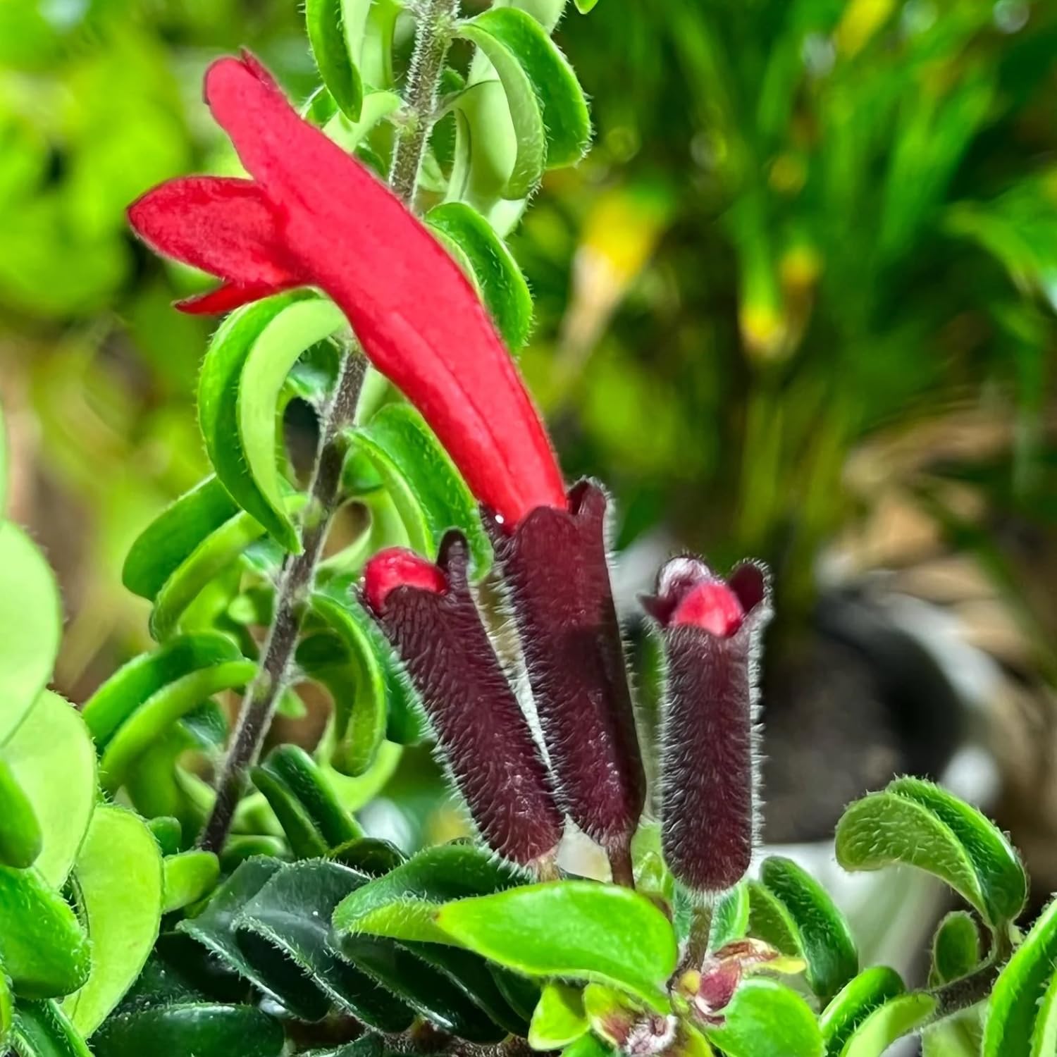 Curly Lipstick Plant Live for Planting in 3 Inches Pot, Aeschynanthus Twisted Lipstick Live Plant to Grow Your Garden