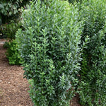 10 Privet Bush Shrub Rooted Cuttings, Green Privet Outdoor Plants 12-16 Inches