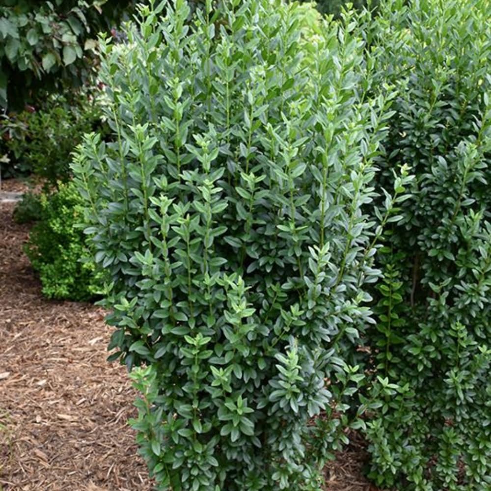 10 Privet Bush Shrub Rooted Cuttings, Green Privet Outdoor Plants 12-16 Inches