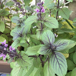 6 Basil Plants, African Blue Basil Live Plants, 3 to 6 Inc Long, Live Basil Plant, Basil Plant Pot, 4''