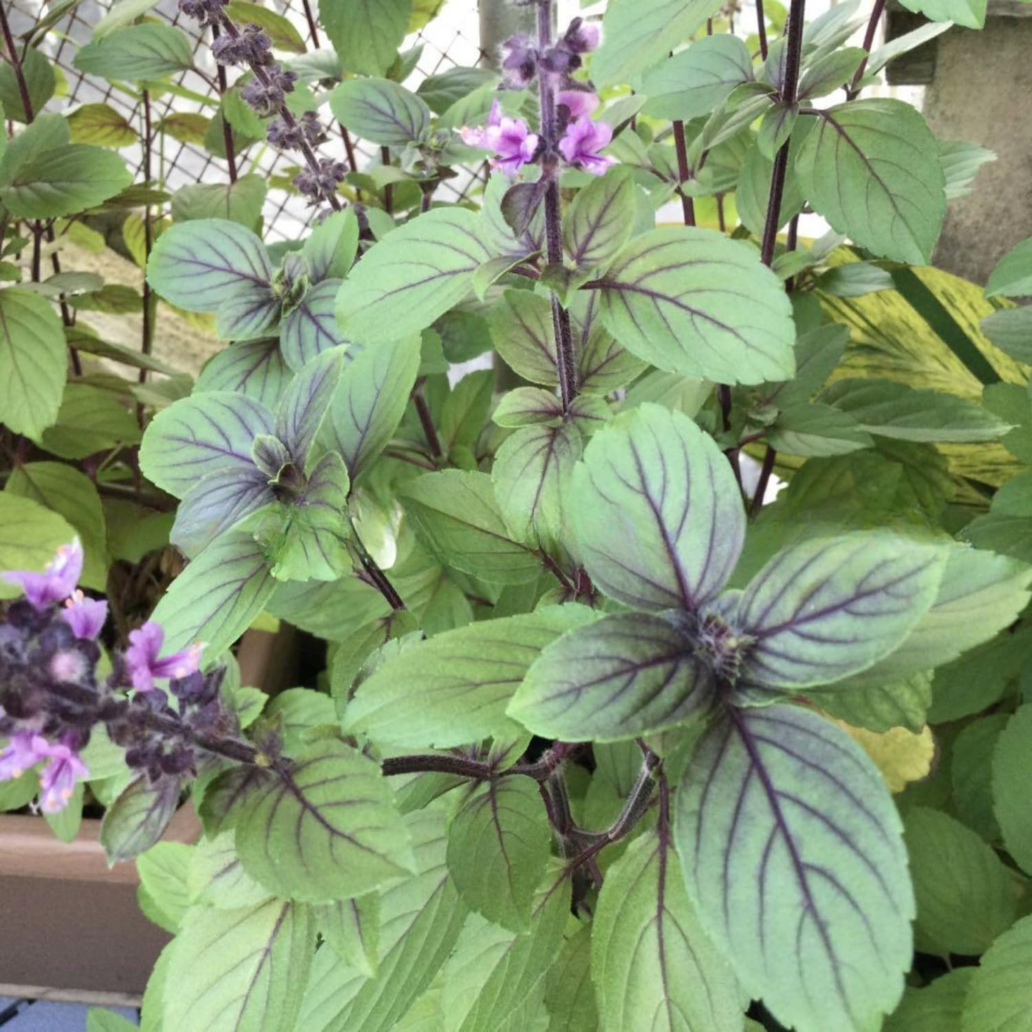 2 Blue Basil Plants Live for Planting, Zone 2 to 11, Live Basil Plants, 4 to 6 Inc in Height Gardening Growing