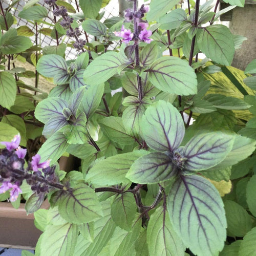 2 Blue Basil Plants Live for Planting, Zone 2 to 11, Live Basil Plants, 4 to 6 Inc in Height Gardening Growing