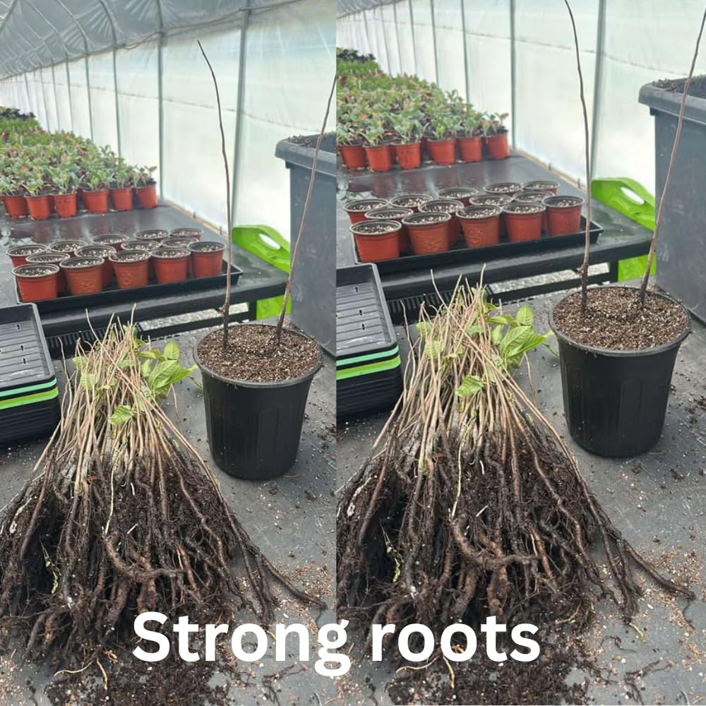 1 Paw Paw Tree Live Plant, Pawpaw Seedling Plants, 1 Year Old 6-15" Well Rooted, Common Pawpaw Asimina Triloba, No Leaf in Winter