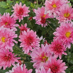 2 Pink Mums Plants Live, Chrysanthemum Plants Live, 5 to 7 Inc Tall, Chrysanthemum Mum Live Plant Gardening Indoor Outdoor