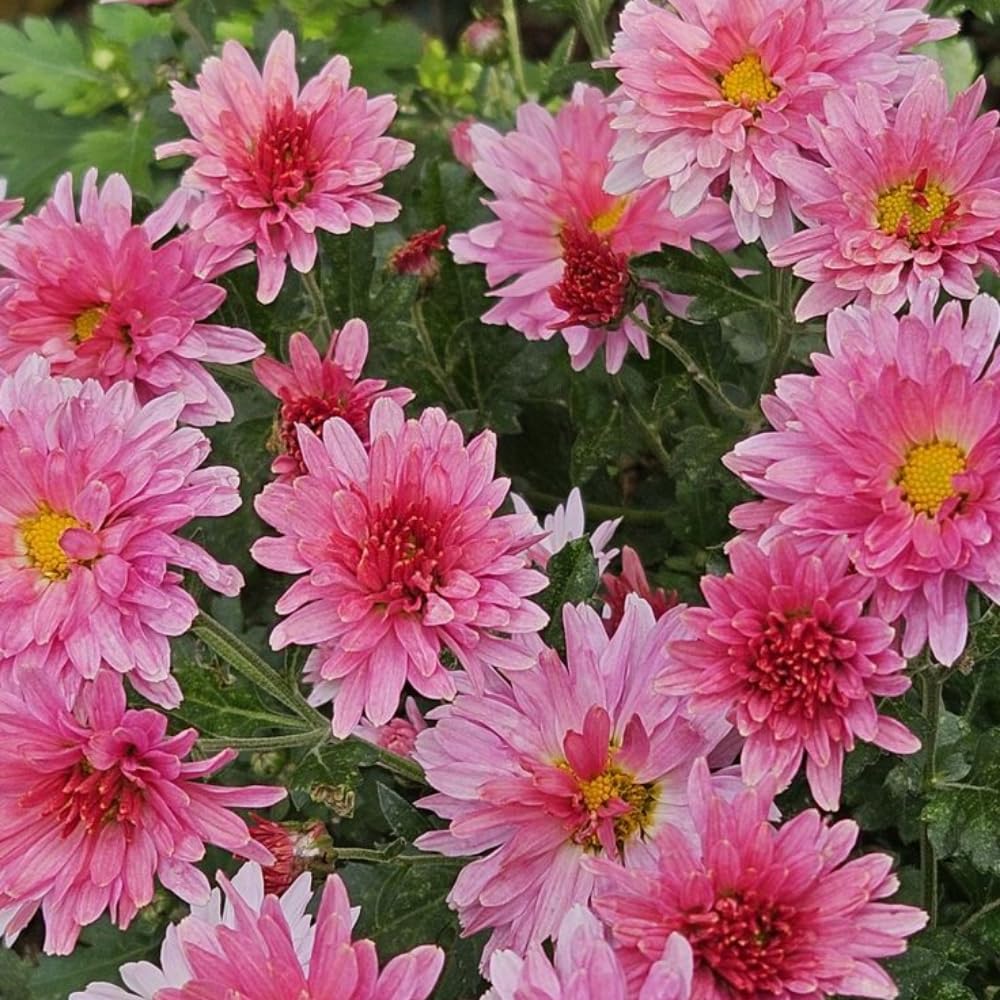 2 Pink Mums Plants Live, Chrysanthemum Plants Live, 5 to 7 Inc Tall, Chrysanthemum Mum Live Plant Gardening Indoor Outdoor