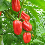 Pack 2 Red Habanero Pepper Plants, 80 Days Old Live Red Habanero Pepper Plants, Habanero Pepper Plants, Habanero Pepper Plants Live, Habanero Plant