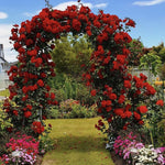 AVERAR Combo 6 Red Don Juan Rose Cuttings, 5–8 Inch Long Starter Cuttings for Planting, Rose Bush Flower Plant for Garden Outdoor Growing