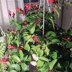 Red Lipstick Plant Live 2-5 Inch Tall, Lipstick Trailing Vine Houseplant for Indoor Growing, Home Decor Plant, No Pot