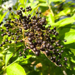 Set 10 Elderberry Cuttings for Planting, Elderberry Plant, 6-8 Inches Long, Black Elderberries for Edible Garden and Backyard