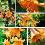 2 Large Orange Lily Bulbs, 4-6 Inch, Orange Lilies Bulbs, Flowering Bulb for Outdoor Garden Beds and Containers