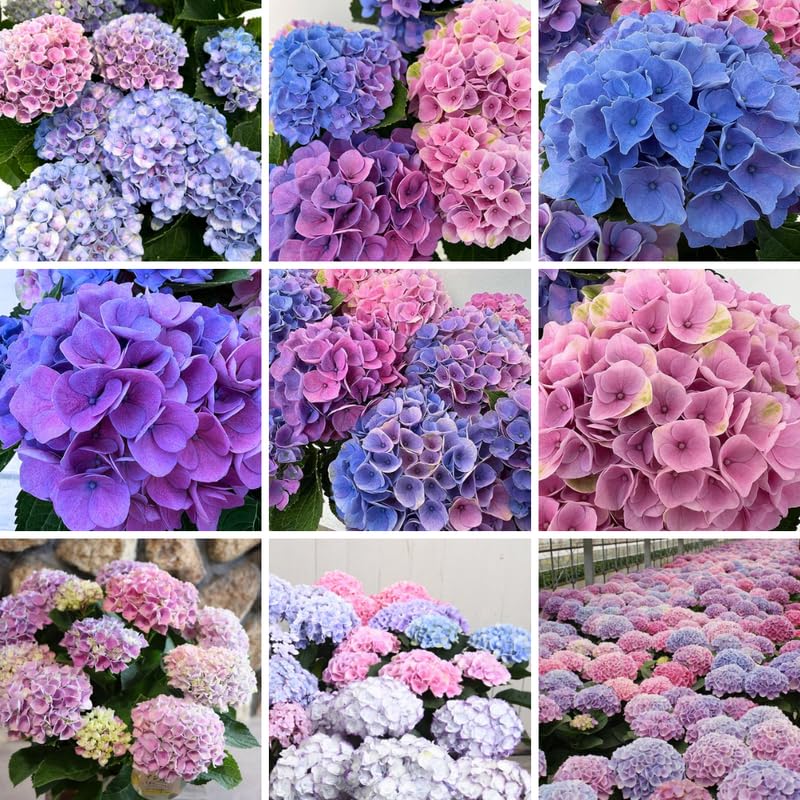 Reblooming Hydrangea Flowers, Hardy Hydrangea Plant Live Bush Shrub, 5-8" Tall Well-Rooted for Garden, Change Colors (Blue Pink)
