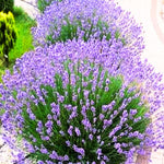 Set 2 Lavender Plants Live, Lavandula Perennial Flower Plants Indoor Outdoor, Well Rooted 4 to 8 Inch Tall to Grow (Provence Lavender)