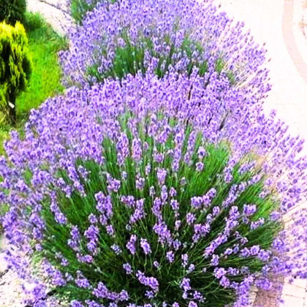 Set 2 Lavender Plants Live, Lavandula Perennial Flower Plants Indoor Outdoor, Well Rooted 4 to 8 Inch Tall to Grow (Provence Lavender)