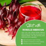 Roselle Hibiscus Plant, Red Sorrel Jamaica Live Plant, Half Gallon Pot, 8-12 Inches Tall, Hibiscus Sabdariffa Plants for Indoor Outdoor Growing