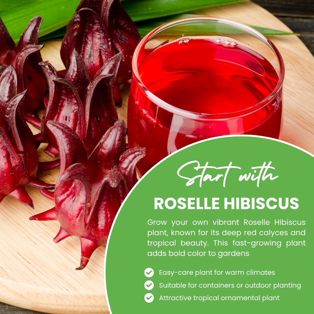 Roselle Hibiscus Plant, Red Sorrel Jamaica Live Plant, Half Gallon Pot, 8-12 Inches Tall, Hibiscus Sabdariffa Plants for Indoor Outdoor Growing