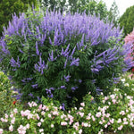 Blue Vitex Tree Live Plant, 9 Months Old Blue Chastes Vitex Tree, 5-9" Fragrant Purple Flowering Shrub, Landscape Spring Blooms