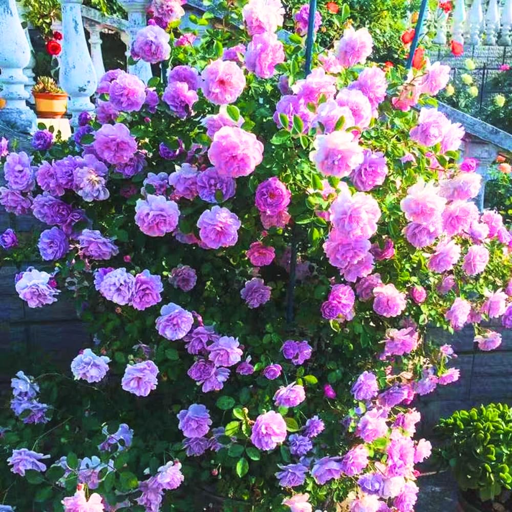 Rose Plant Live, Rose Bush Live Plant, Fragrant Flowers Ready to Plant, 5-9 Inch Height, Well-Rooted, No Pot (Purple Rose)