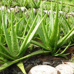 Aloe Vera Plant Live, Live Aloe Vera Plant Indoor, 4 Inc Potted, Succullent Plant Live for Gardening