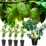 Soursop Annona Tree Live Plant, Starter Size 5”-10” Seedling No Pot, Hardy, Tropical Flavor