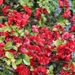 Red Quince Flowering Plant Live Shrub for Outdoor Garden and Landscaping, Quince Plant 3-6" Tall, Chaenomeles Japonica Bush Shrub for Planting 4 Inch Pot Plants