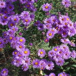 Set 2 Purple Aster Plants Live, Perennial Purple Flowers for Garden, 4-6 Inches Flowering Aster Plants Flower Outdoor Planting