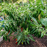2 Serrano Pepper Live Plants for Planting, 80 Days Old Pepper Plant Well Rooted Seedlings, Hot Peppers Plants for Year Round Harvesting, No CA