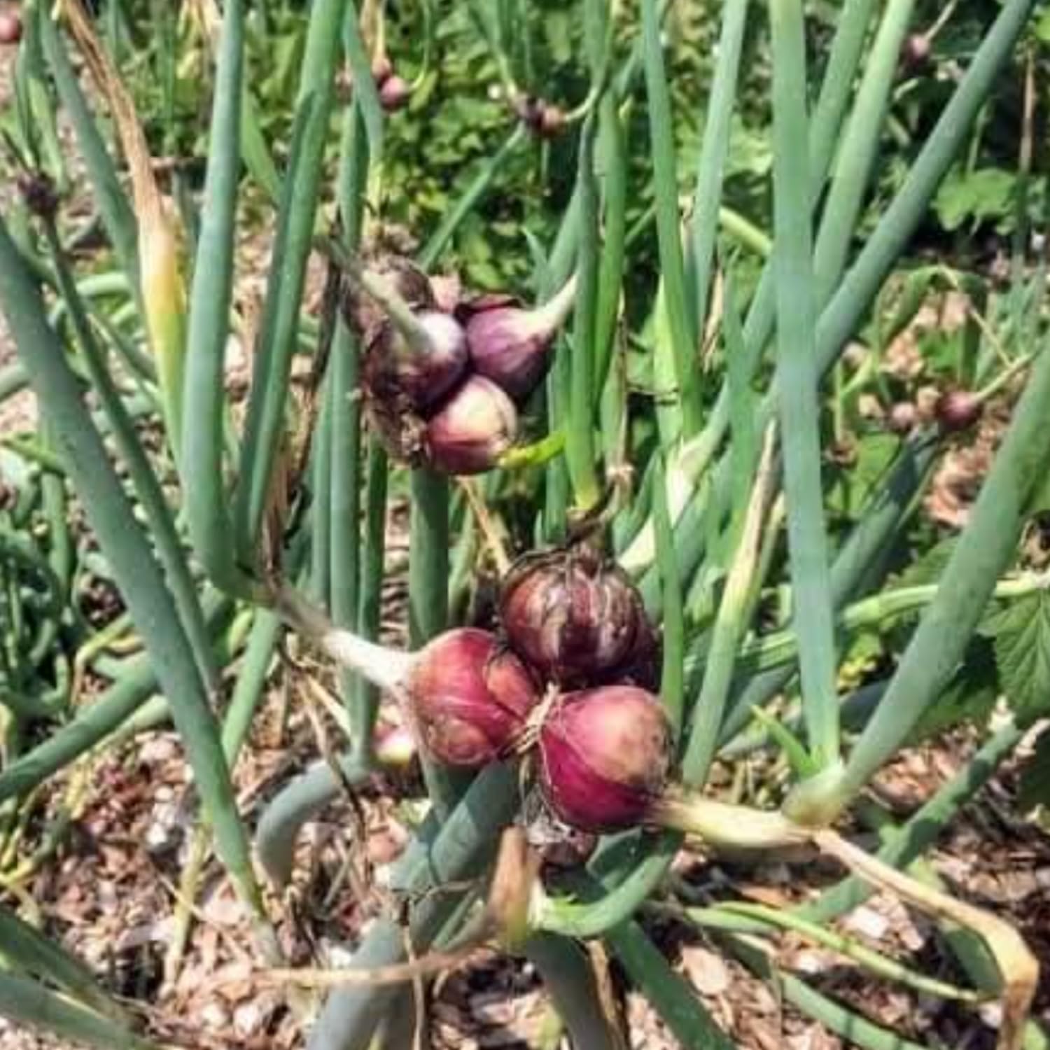 Set 5 Egyptian Walking Onions Plants Live, 3 to 6 Inc Tall