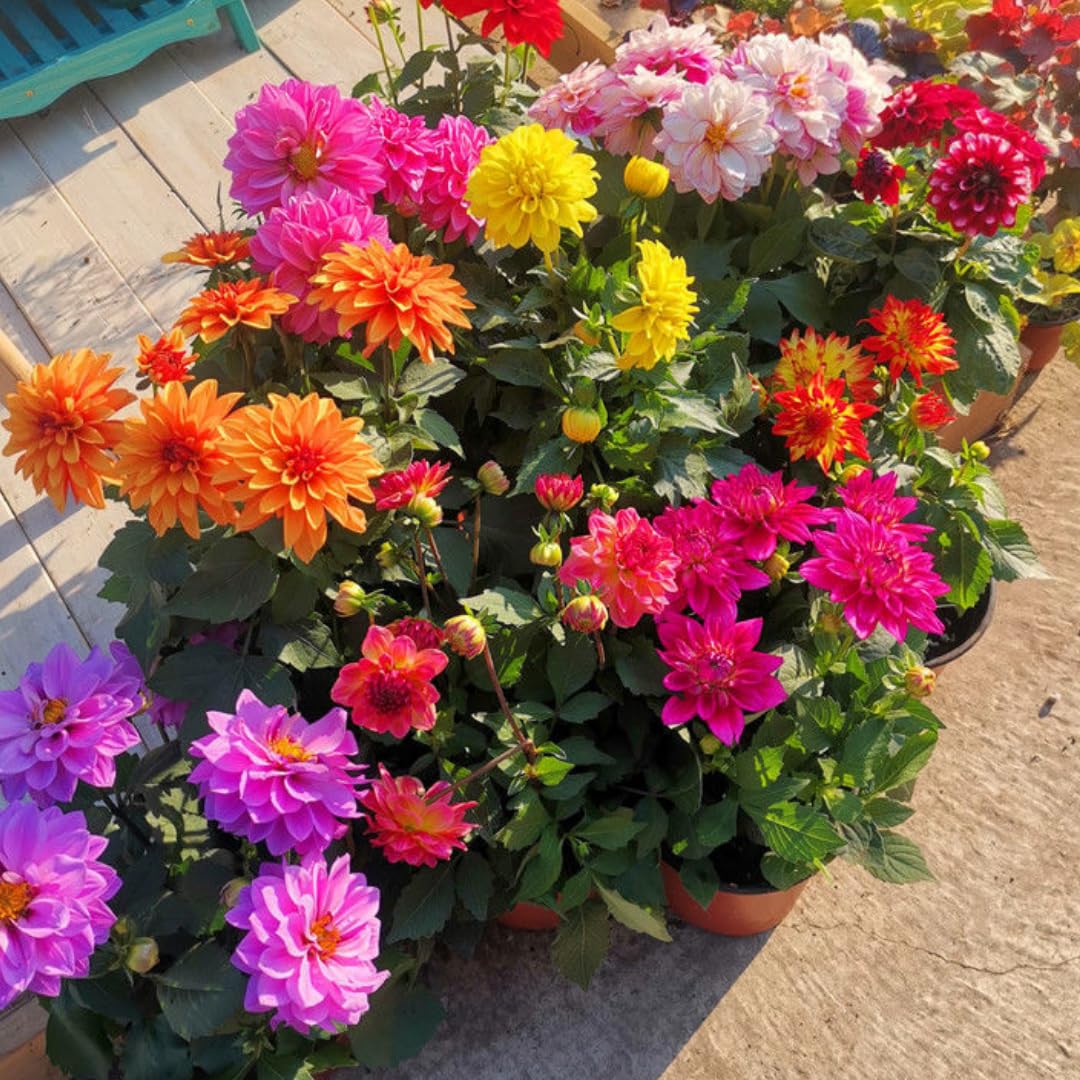 Set 3 of Dahlia Bulbs for Planting Indoor, Mix Dahlia Bulbs for Spring Planting, Perennial Flower