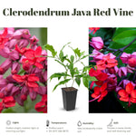 Clerodendrum Plants Live Well-Rooted for Outdoor Planting, Red Purple Clerodendrum Thomsoniae Bleeding Heart Tropical Live Plant, 5"-9" in Tall