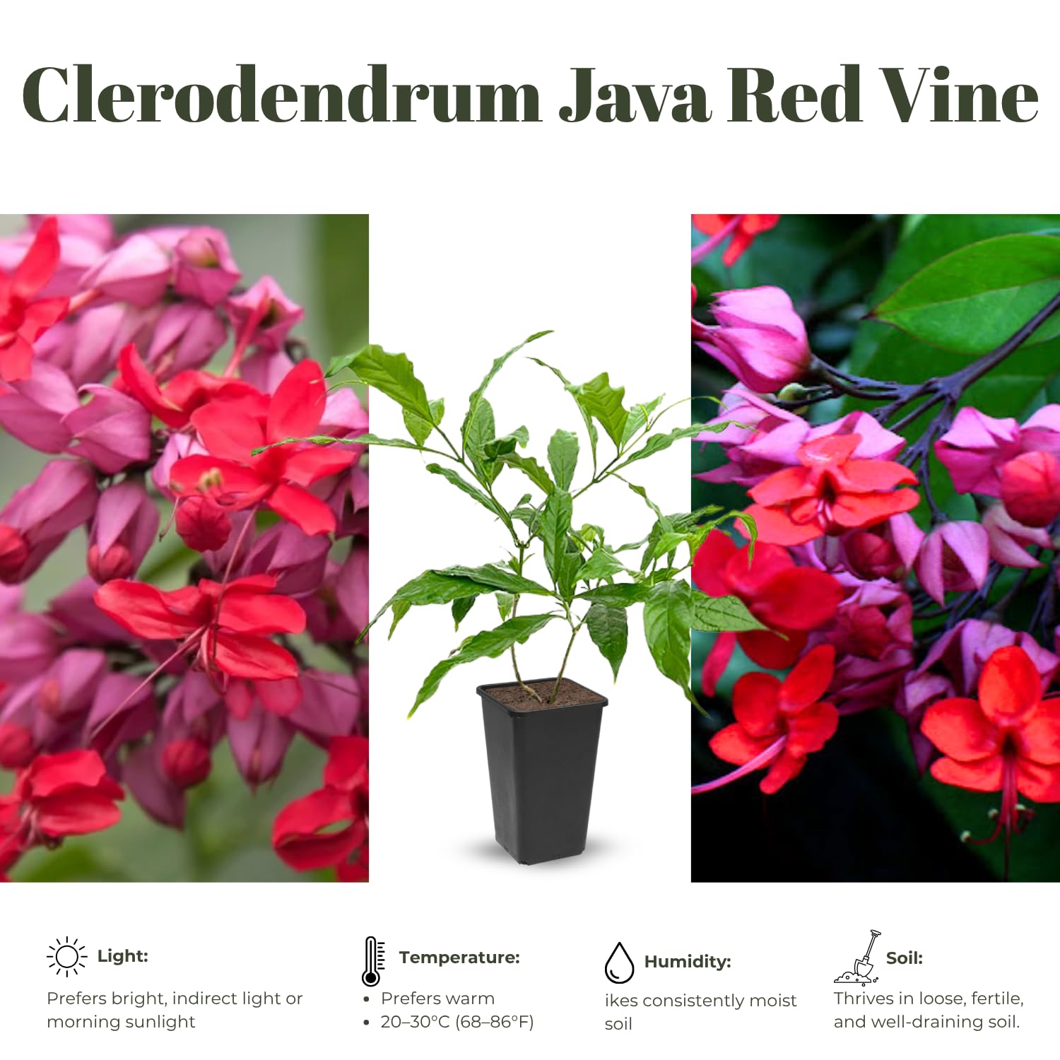 Clerodendrum Plants Live Well-Rooted for Outdoor Planting, Red Purple Clerodendrum Thomsoniae Bleeding Heart Tropical Live Plant, 5"-9" in Tall