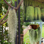 Spanish Moss Plant Live, Tillandsia Air Plants, Spanish Moss Clump 10" Tall, Air Plant Decoration for Terrariums, Trees and Home Decoration