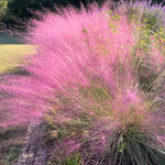 Pack 2 Grass Plants Live for Growing, Ornamental Grasses Live Plants Perennial 5-9 Inch Tall (Assorted Muhly Grass Plants)