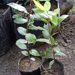 Bay Leaf Plant Live, Sweet Laurel Tree, Bay Leaf Tree, Laurus Nobilis Live Plant from 4 to 10 Inc in Tall