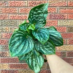 Live Green Peperomia Plant, 3-6 Inches Tall Plant, Live Peperomia Succulents Plants Houseplants, Maintenance Houseplant for Home Decoration