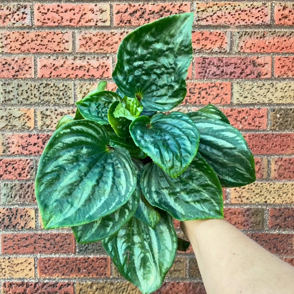 Live Green Peperomia Plant, 3-6 Inches Tall Plant, Live Peperomia Succulents Plants Houseplants, Maintenance Houseplant for Home Decoration