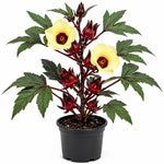 Live Roselle Plant in Half Gallon Pot, Flowering Edible Hibiscus Shrub, Well Rooted Hibiscus Sabdariffa for Garden and Container