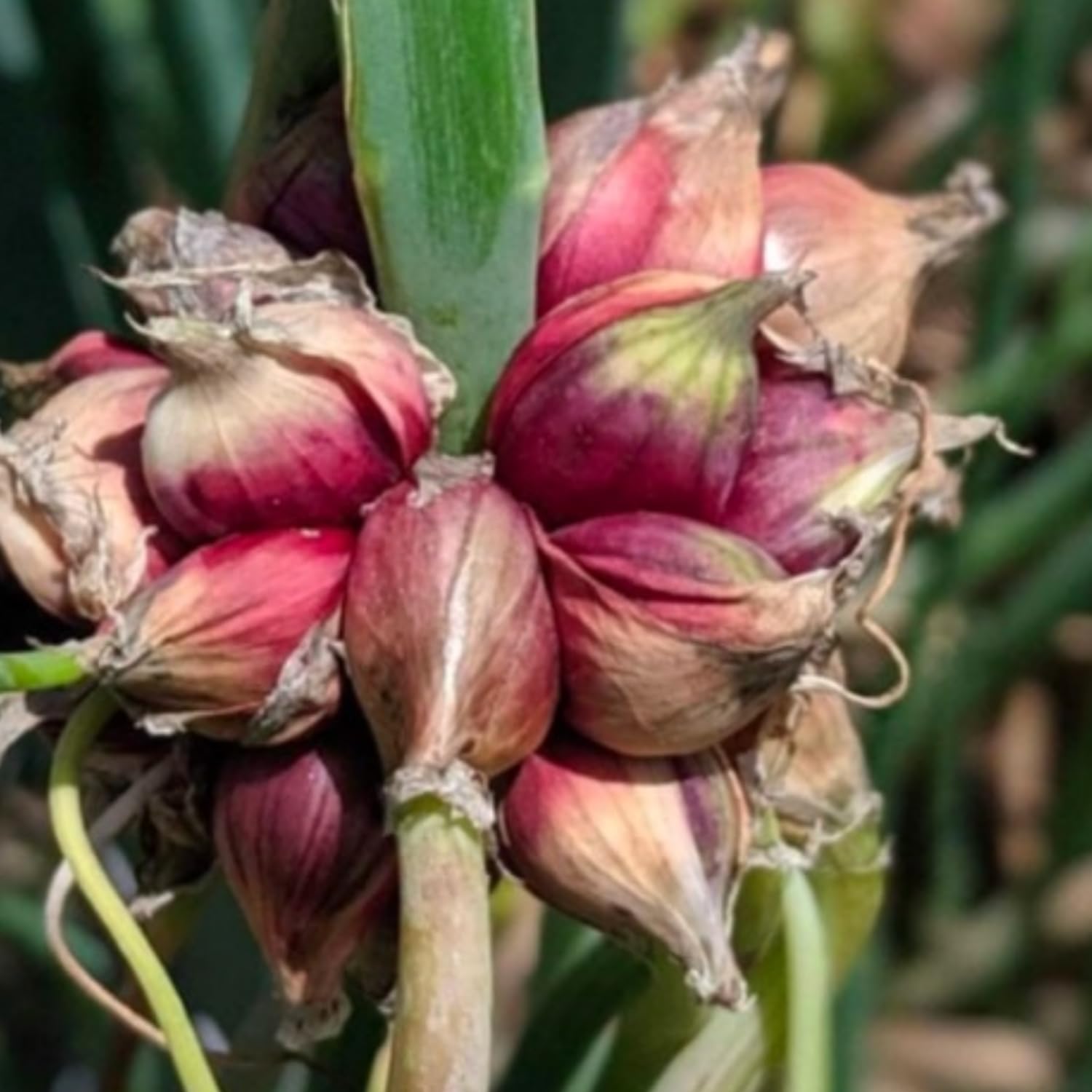 5 Egyptian Walking Onions Plants Live for Planting Outdoors Indoors, Cold Hardy Vegetable Live Plant from 5 Inc Tall